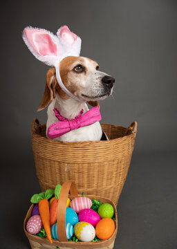 Beagle dog dressed as an Easter bunny siting in a basket next to a basket filled with painted Easter eggs