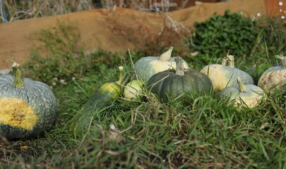 pumpkins in a field