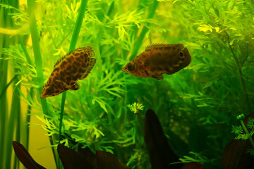 Leopard bush fish, Ctenopoma acutirostre aggressive behaviour tropical aquarium freshwater spotted leaf fish
