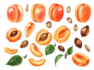Set of watercolor bright orange apricots with halves and segments, green leaves, brown seeds and nut kernels
