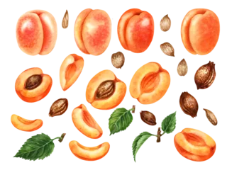 Fotobehang Set of watercolor bright orange apricots with halves and segments, green leaves, brown seeds and nut kernels © el_suhova