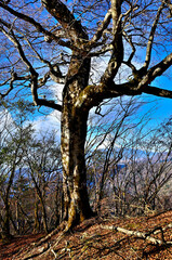 Obraz premium 丹沢山地の菰釣山山頂のブナ 