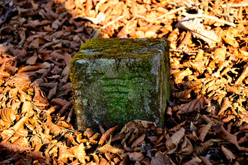 丹沢山地の菰釣山　森の中の三角点
