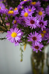Beautiful flowering perennial Aster alpinus Blue in a vase on a table. Wonderful bouquet in the interior. Flower arrangement of purple violet daisies. Alpine asters bouquet with fresh flowers indoors.