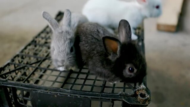Three cute and very cute rabbits in a basket using a handheld camera