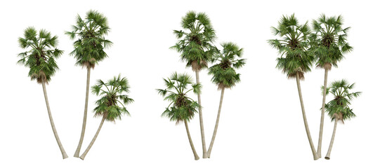 Borassus flabellifer palm tree on transparent background, tropical plant, 3d render illustration.