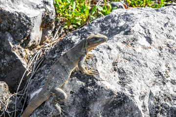 Iguana lizard gecko reptile on rock stone ground in Mexico.