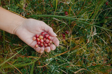 Woman picking berries in the woods. Handful of red cranberries. 