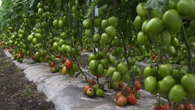 Root with abundant tomatoes
