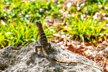 Iguana lizard gecko reptile on rock stone ground in Mexico.