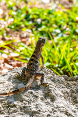 Iguana lizard gecko reptile on rock stone ground in Mexico.