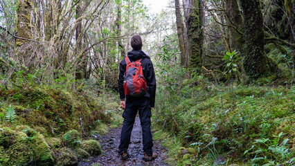 Obraz premium A young individual trekking through a forest, pausing to admire and appreciate the surrounding nature.