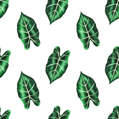 Watercolor realistic tropical seamless pattern illustration of Alocasia leaf isolated on white background. Beautiful botanical hand painted floral elements. For designers, spa