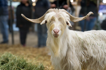 White Andalusian or Serrana breed goat looking at the camera during an exhibition