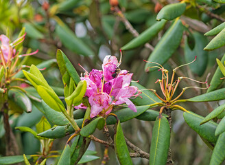 Bee Working On a Rhododendron Blossom
