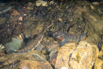 Gilt darter displaying to female