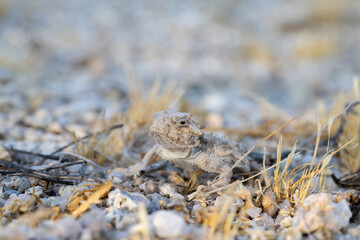 Desert horned lizard in rocky desert