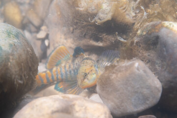 Rainbow darter displaying at bottom of a river