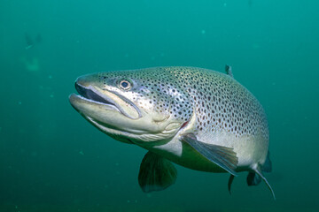 Brown trout in open water