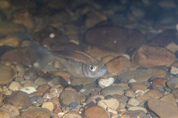 Striped shiner in a river