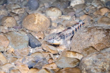 Orangethroated darter in a rocky river bed