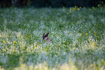 Reh versteckt sich im Gras und Blumen