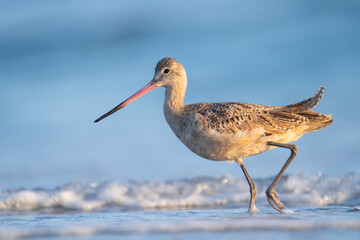 Marbled godwit walking in beach