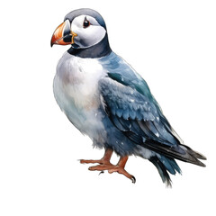 Obraz premium Puffin watercolor illustration, isolated on white transparent background