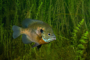 Bluegill among several aquatic plants