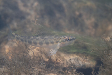 Dusky darter displaying in a river