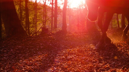 SILHOUETTE, LENS FLARE: Brown horse trotting on autumn leaves through forest
