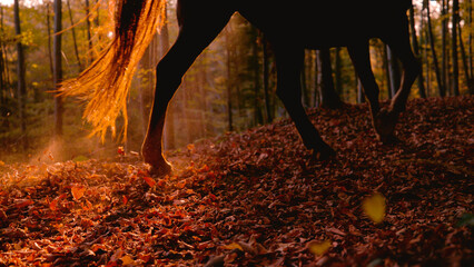 CLOSE UP, LENS FLARE: Brown horse gallops on fallen leaves through autumn forest