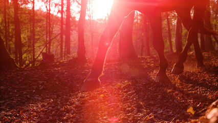 LENS FLARE, SILHOUETTE: Autumn forest and trotting brown horse in golden light
