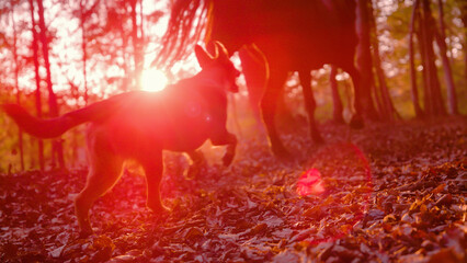 LOW ANGLE VIEW, LENS FLARE: Dog follows a running horse through autumn forest