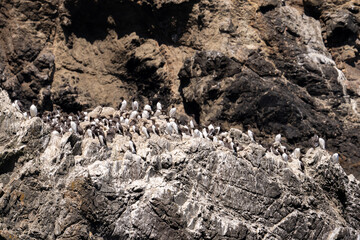 Nesting colony of common murres on rocks