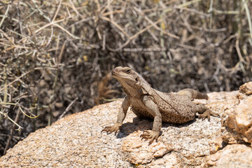 Common chuckwalla basking on a rock