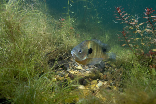 Bluegill guarding it's nest