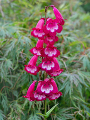 Pink Penstemon flowers, variety Pensham Amelia Jane