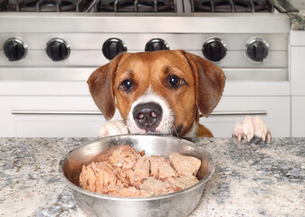 Dog trying to eat food from kitchen counter. Puppy dog with paws on counter looking at pet food bowl with raw chicken or wet dog food. Funny counter surfing and bad dog behavior. Selective focus. - obrazy, fototapety, plakaty