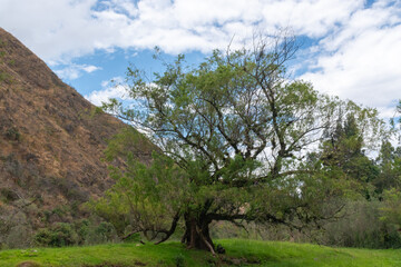 tree in the field