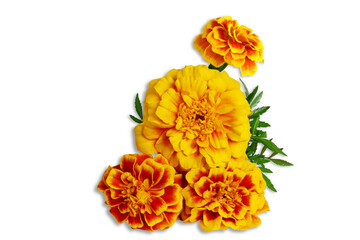 beautiful yellow orange gold marigold spring flower isolated cut out on transparent background,PNG format for nature,religious concept background