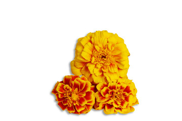 beautiful yellow orange gold marigold spring flower isolated cut out on transparent background,PNG format for nature,religious concept background