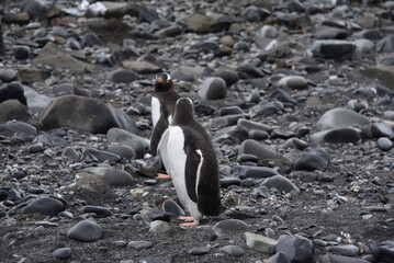 penguins in antarctica