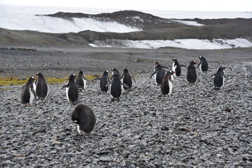penguins in antarctica