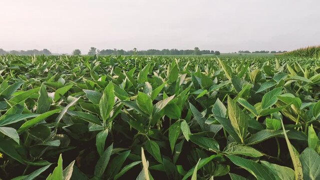 Morning dew glistens upon the ripe leaves of the soybean plants. Captured at sunrise in a lush green agricultural soybean field. A cornfield can be seen in the distance. Plants are ripe and green.