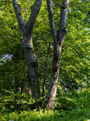 Obraz premium Two trees shaped as the letter Y in the Shenandoah National Park, Virginia, USA