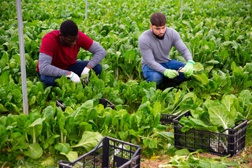 Workers clean ripe chard and put in boxes. High quality photo