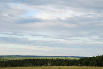 Obraz premium Green field under the clouds. On a sunny summer day, small cumulus clouds hang in the blue sky. Below them is a green meadow with tall grass and wildflowers. A forest is visible in the distance.