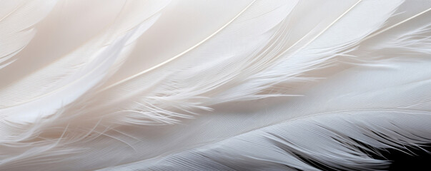 Closeup of a feather with fine barbs, revealing a silky and smooth texture. The barbs are closely spaced together, giving the feather a luxurious and soft feel.