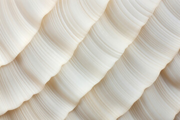 Texture of a Ribbed Seashell Surface The surface of this shell is characterized by rows of raised ridges, giving the texture a ribbed appearance. The ridges are a creamy white color and